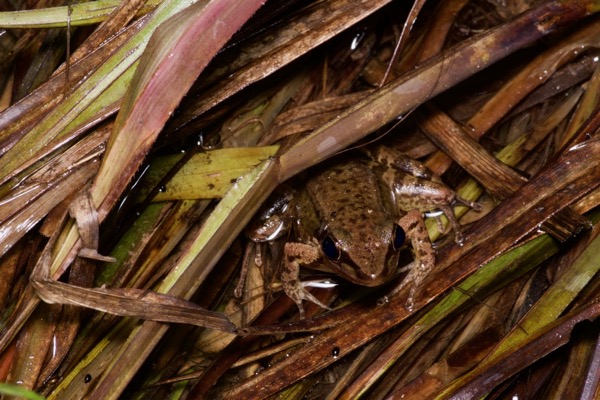 Cricket Frog (Amnirana nicobariensis)