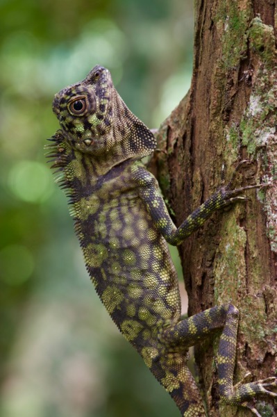 Borneo Angle-headed Lizard (Gonocephalus borneensis)