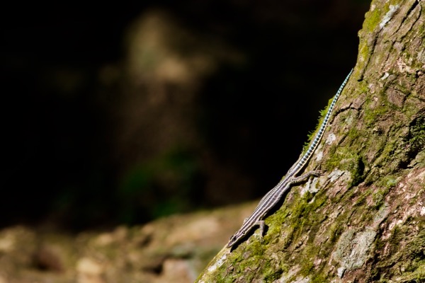 Sawtail Lizard (Holaspis guentheri)