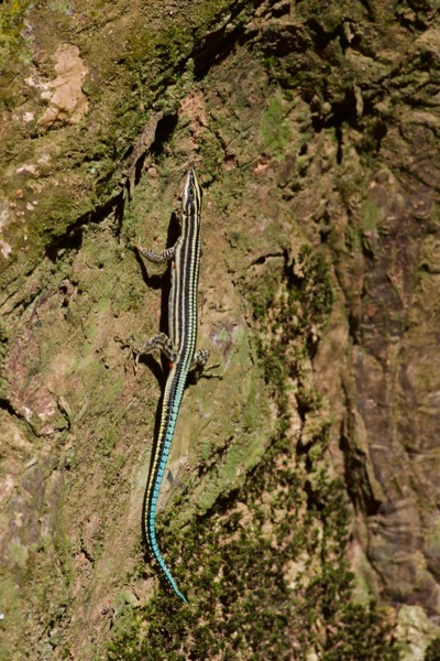 Sawtail Lizard (Holaspis guentheri)