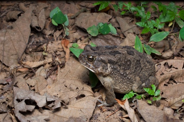 Flat-backed Toad (Sclerophrys maculata)