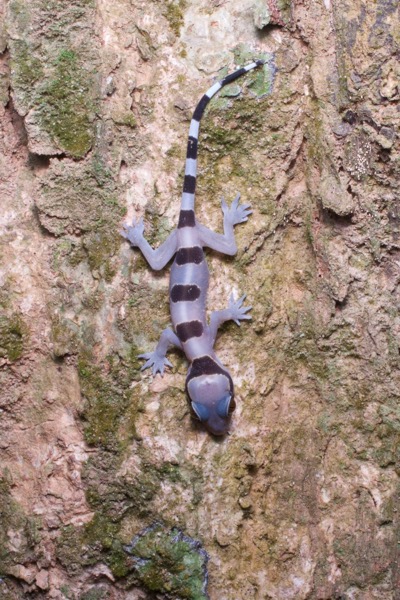 Banded Leaf-toed Gecko (Hemidactylus fasciatus)
