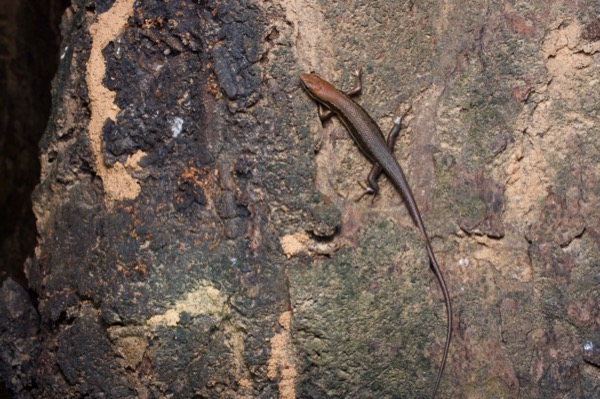 unidentified species (Trachylepis sp)