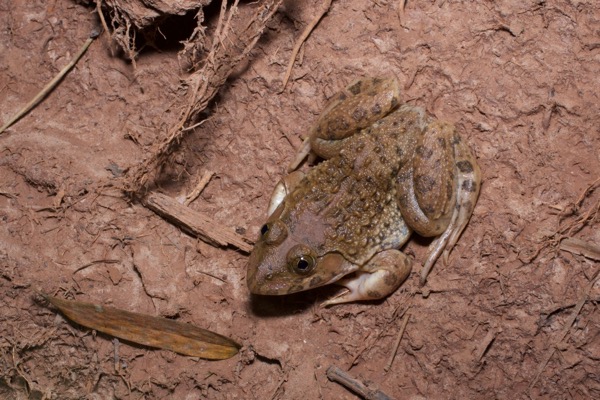 African Crowned Bullfrog (Hoplobatrachus occipitalis)