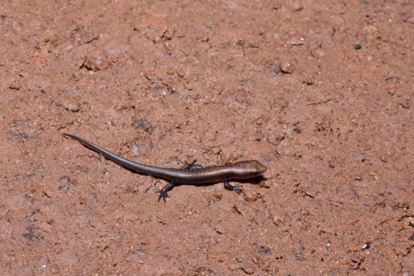 unidentified species (Trachylepis sp)