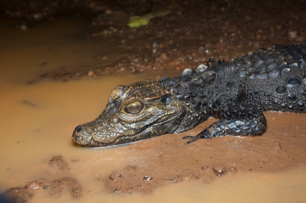 West African Dwarf Crocodile (Osteolaemus tetraspis)