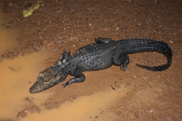 West African Dwarf Crocodile (Osteolaemus tetraspis)