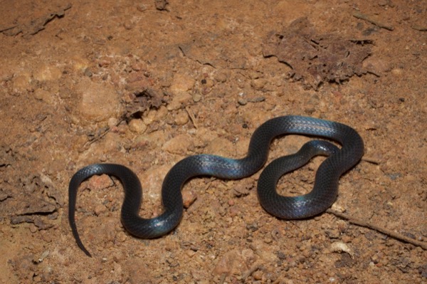 Western Forest Centipede-eater (Aparallactus modestus)