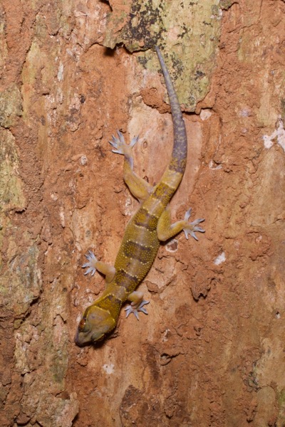 Banded Leaf-toed Gecko (Hemidactylus fasciatus)
