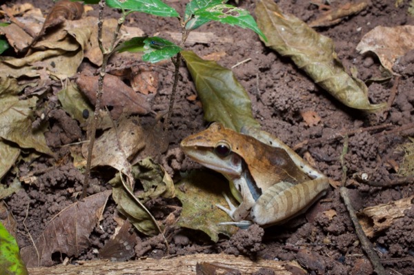 Snouted Grassland Frog (Ptychadena longirostris)