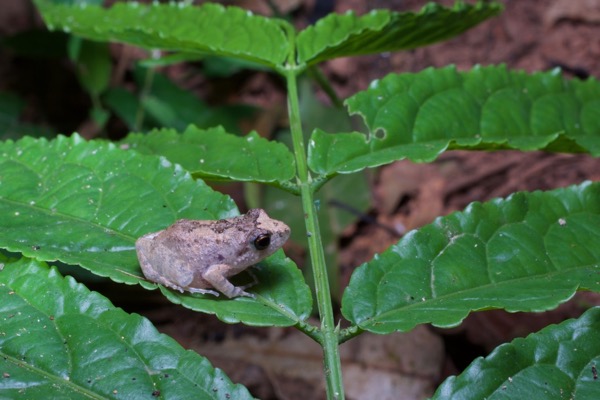 unidentified species (Arthroleptis sp)