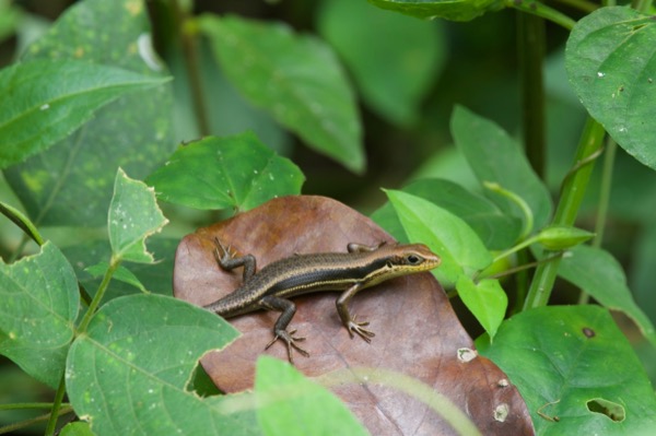 unidentified species (Trachylepis sp)