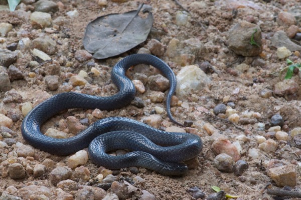 Western Forest Centipede-eater (Aparallactus modestus)