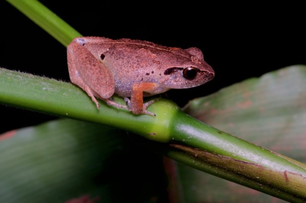 unidentified species (Arthroleptis sp)