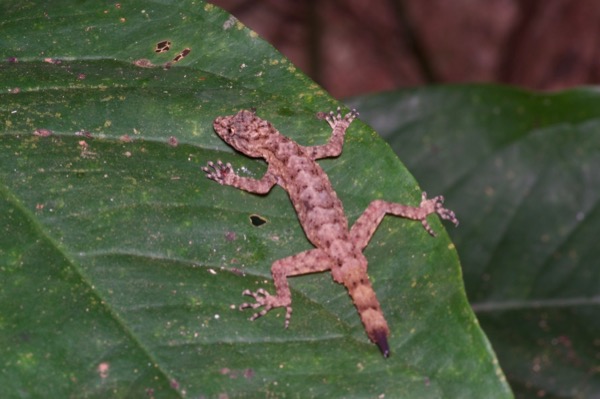Cameroon Collared Gecko (Cnemaspis spinicollis)