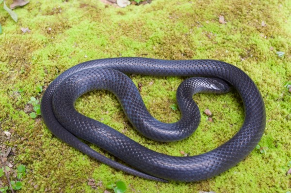 Western Forest Centipede-eater (Aparallactus modestus)