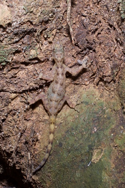 Cameroon Collared Gecko (Cnemaspis spinicollis)