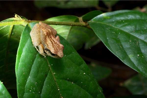 unidentified species (Arthroleptis sp)