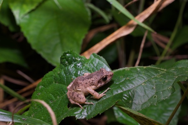 unidentified species (Arthroleptis sp)