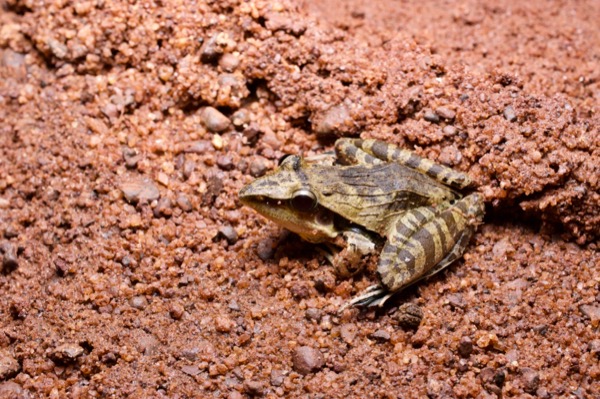 Snouted Grassland Frog (Ptychadena longirostris)