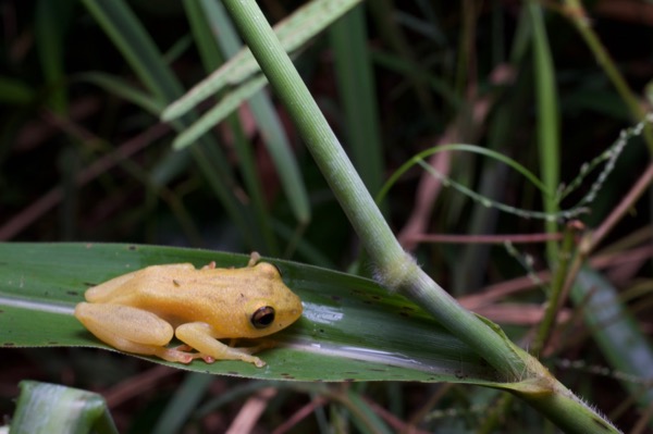 Bobiri Reed Frog (Hyperolius bobirensis)