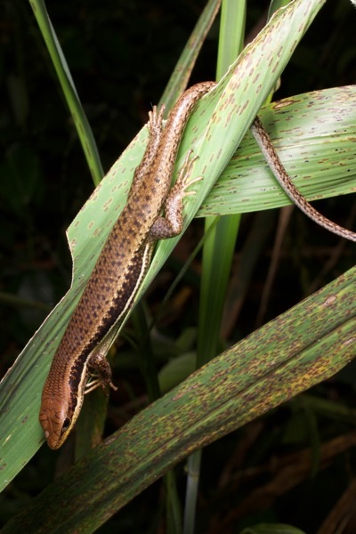 unidentified species (Trachylepis sp)