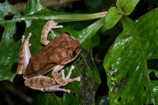 Night Spirit Frog (Leptopelis spiritusnoctis)