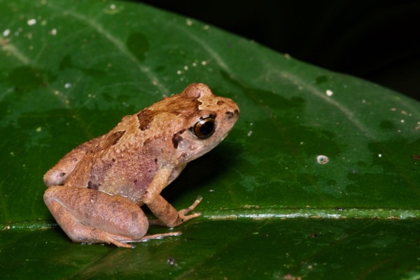 unidentified species (Arthroleptis sp)