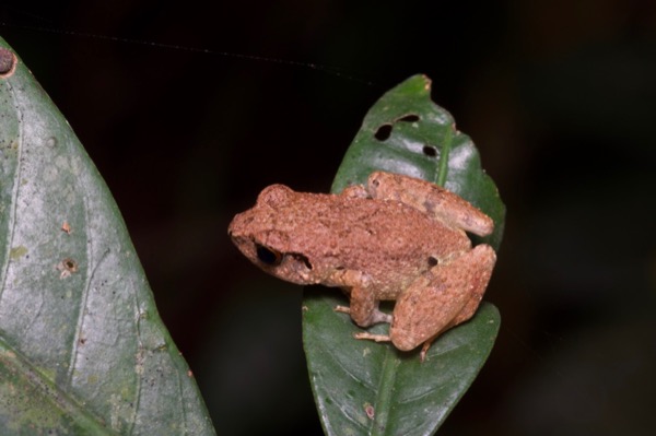 unidentified species (Arthroleptis sp)