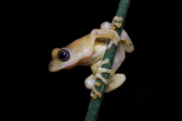 Bobiri Reed Frog (Hyperolius bobirensis)