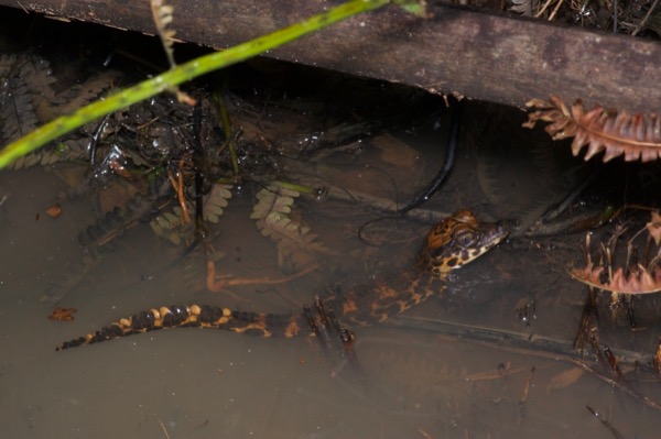 West African Dwarf Crocodile (Osteolaemus tetraspis)