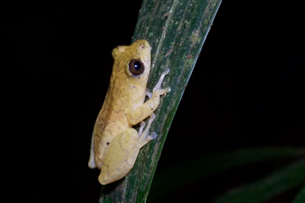 Bobiri Reed Frog (Hyperolius bobirensis)