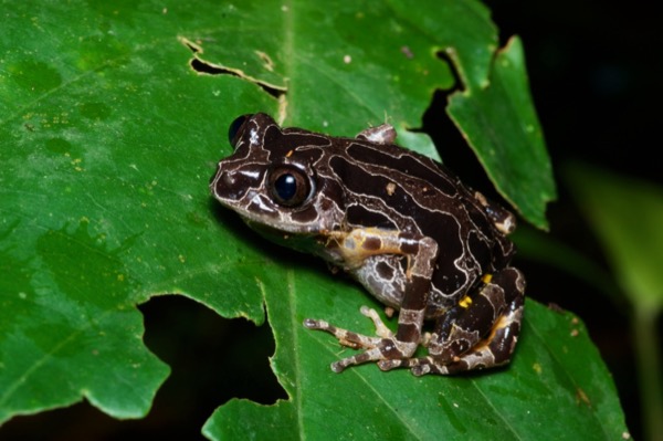 Ivory Coast Running Frog (Kassina arboricola)