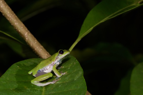 Variable Reed Frog (Hyperolius concolor)