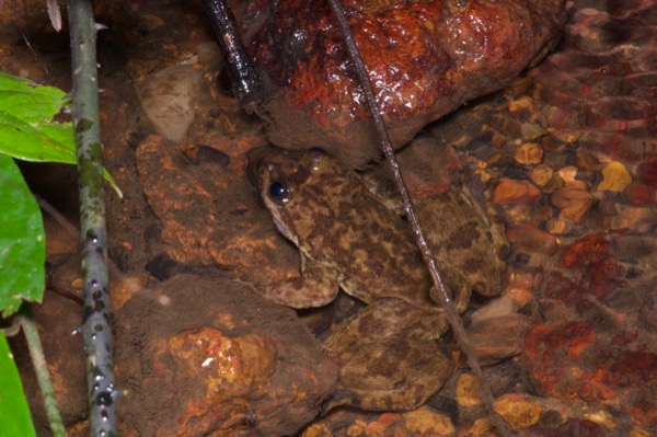 Atewa Slippery Frog (Conraua sagyimase)