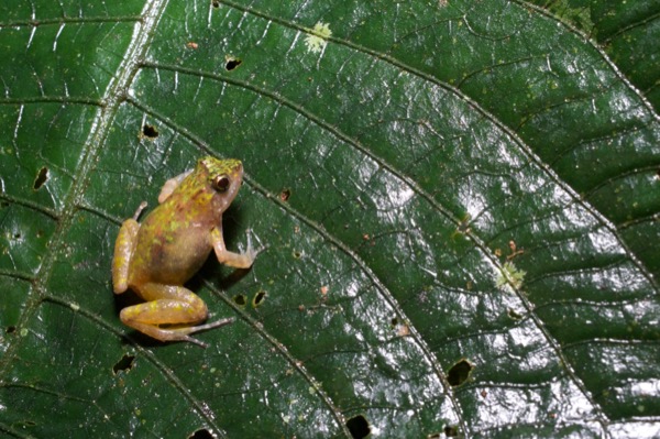 Tokba River Frog (Phrynobatrachus tokba)