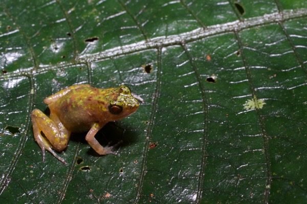 Tokba River Frog (Phrynobatrachus tokba)