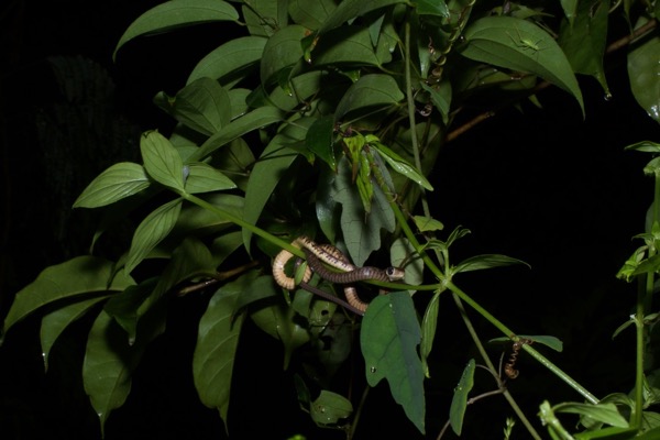 Thirteen-scaled Green Snake (Philothamnus carinatus)