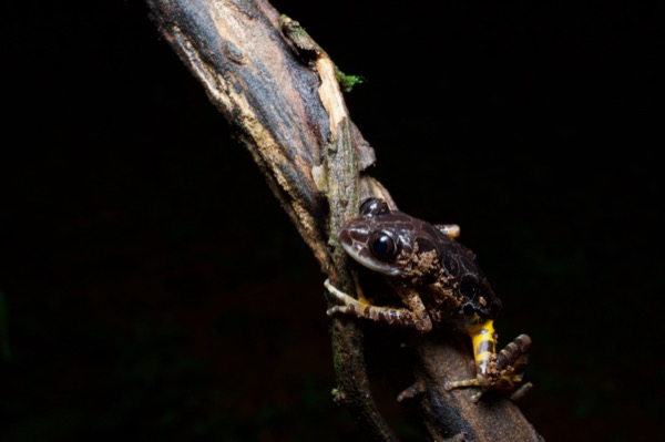 Ivory Coast Running Frog (Kassina arboricola)