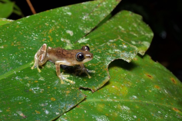 Nigeria Banana Frog (Afrixalus nigeriensis)