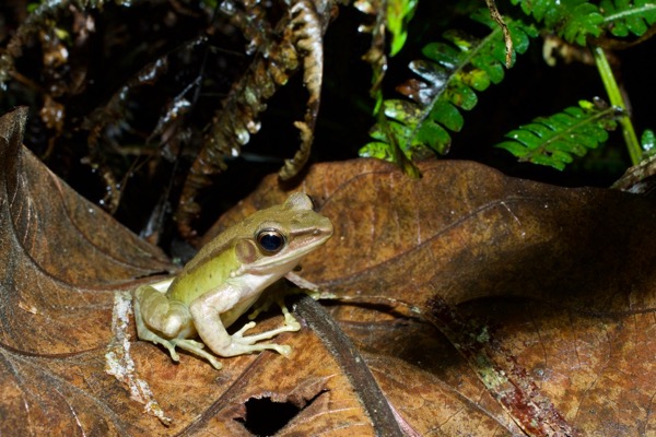 Forest White-lipped Frog (Amnirana albolabris)