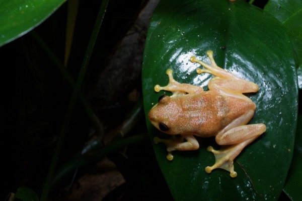 Bobiri Reed Frog (Hyperolius bobirensis)