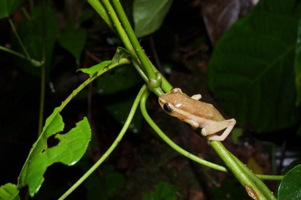 Baumann’s Reed Frog (Hyperolius baumanni)