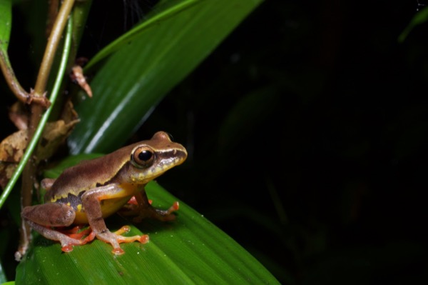 Variable Montane Reed Frog (Hyperolius picturatus)