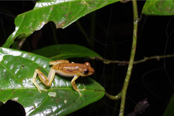 Bobiri Reed Frog (Hyperolius sylvaticus)