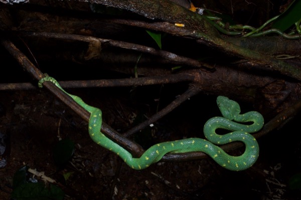 Green Bush Viper (Atheris chlorechis) coiled in tree, Atewa Range, Ghana -  SuperStock