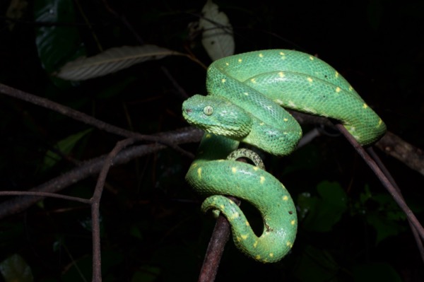 Atheris chlorechis (Green Bush Viper)