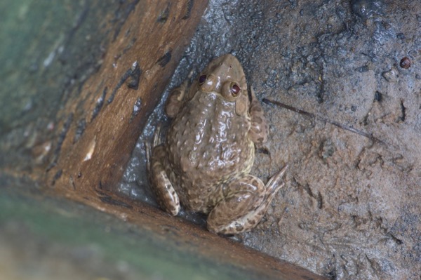 African Crowned Bullfrog (Hoplobatrachus occipitalis)