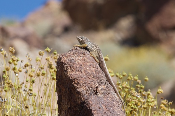 Baja California Collared Lizard (Crotaphytus vestigium)