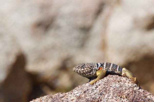 Baja California Collared Lizard (Crotaphytus vestigium)